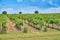 Vineyard and blue sky with clouds