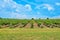 Vineyard and blue sky with clouds