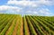 Vineyard blue sky and clouds