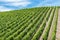 Vineyard and blue sky at the German Countryside