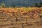 Vineyard with bobal grape, closeup, back light