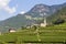 Vineyard in Bolzano, South Tyrol, Italy