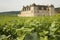 Vineyard, Bourgogne Burgundy.