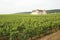 Vineyard, Bourgogne Burgundy.
