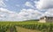 Vineyard in Bourgogne, Burgundy