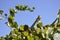 Vineyard branch and Cactus plant with fruits close up in the sky