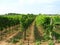 Vineyard in burgenland