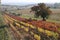 Vineyard in Burgenland