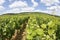 Vineyard in Burgundy. Cote de Nuits. France