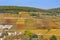 Vineyard in Burgundy hillsides