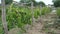 Vineyard, bushes of grapes