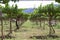 Vineyard in Cafayate along the Argentina Wine Route, Argentina