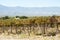 Vineyard - Cafayate - Argentina