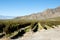 Vineyard - Cafayate - Argentina