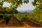 Vineyard in California at sunset