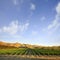 Vineyard in Canterbury, New Zealand