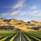 Vineyard in Canterbury, New Zealand