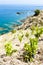 vineyard on Cap de Peyrefite near Cerbere, Languedoc-Roussillon