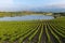 Vineyard and CarralogroÃ±o lake with Laguardia town as background, Rioja Alavesa, Spain