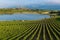 Vineyard and CarralogroÃ±o lake with Laguardia town as background, Rioja Alavesa, Spain