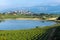 Vineyard and CarralogroÃ±o lake with Laguardia town as background, Rioja Alavesa, Spain