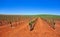 Vineyard in Castile La Mancha of Spain