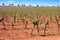 Vineyard in Castile La Mancha of Spain