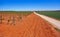 Vineyard in Castile La Mancha of Spain