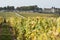 Vineyard and Chateau d`Yquem, Sauternes Region