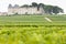 vineyard and Chateau d& x27;Yquem, Sauternes Region, France