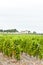 vineyard and Chateau d& x27;Yquem, Sauternes Region, France