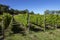Vineyard at Chateau de Monbazillac - Dordogne - France