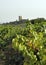 Vineyard at Chateaueuf