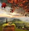 Vineyard in Chianti, Tuscany