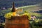 Vineyard in Chianti, Tuscany