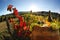 Vineyard in Chianti, Tuscany