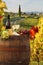 Vineyard in Chianti, Tuscany