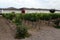 Vineyard Chilean winery Santa Rita.