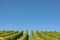 Vineyard with cloudless blue sky