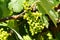 Vineyard with clusters grapes.