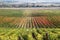 Vineyard at Colchagua valley in Chile