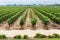 Vineyard in Colchagua Valley Chile