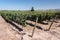 Vineyard in Colchagua Valley Chile