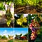 Vineyard collage