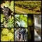 Vineyard collage