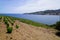 Vineyard of Collioure Banyuls vines on coast mountain slopes by mediterranean sea in france