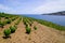 Vineyard of Collioure and wine Banyuls with sea coast of Vermeille in Pyrenees-Orientales france