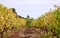 Vineyard countryside