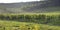 Vineyard in countryside