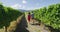 Vineyard couple tourists New Zealand travel visiting Marlborough region winery